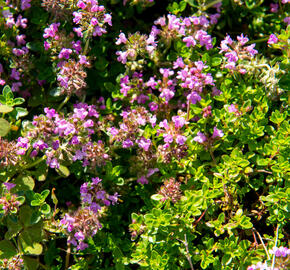 Tymián obecný 'Tabor' - Thymus vulgaris 'Tabor'