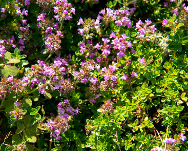 Mateřídouška vejčitá 'Tabor'