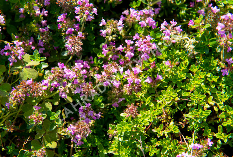 Mateřídouška vejčitá 'Tabor' - Thymus pulegioides 'Tabor'