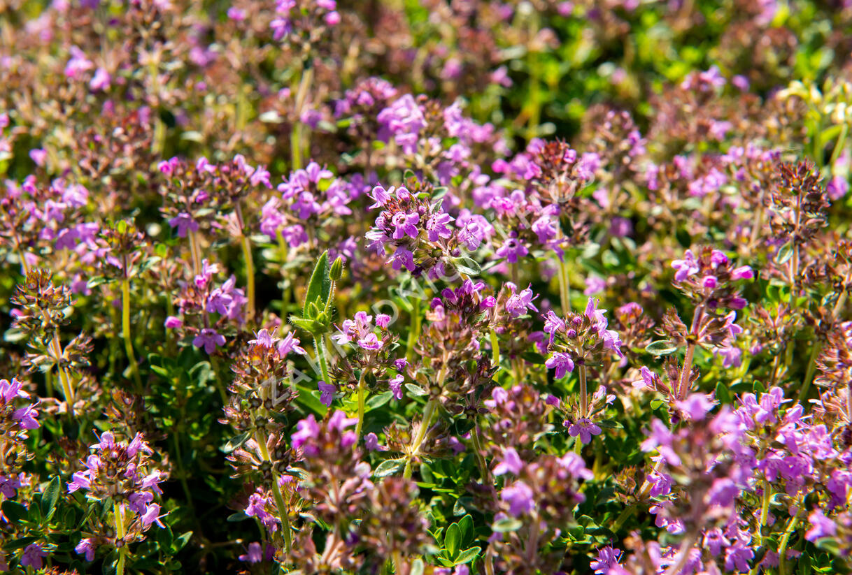 Mateřídouška vejčitá 'Tabor' - Thymus pulegioides 'Tabor'