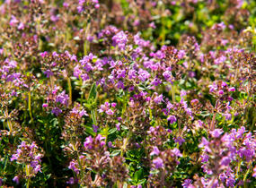 Mateřídouška vejčitá 'Tabor' - Thymus pulegioides 'Tabor'