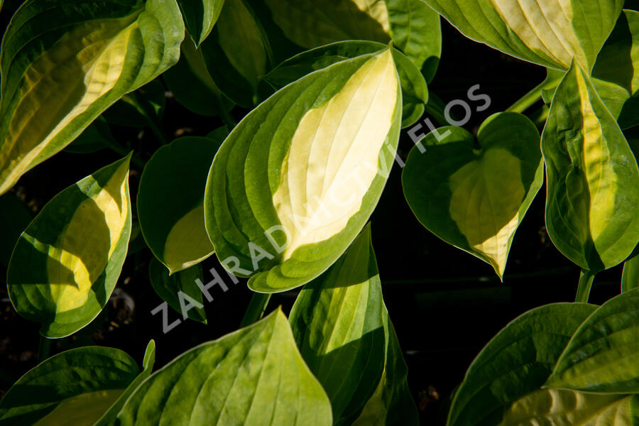 Bohyška 'Gypsy Rose' - Hosta 'Gypsy Rose'