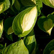 Bohyška 'Gypsy Rose' - Hosta 'Gypsy Rose'