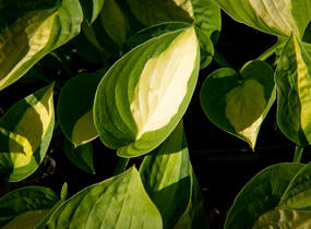 Bohyška 'Gypsy Rose' - Hosta 'Gypsy Rose'