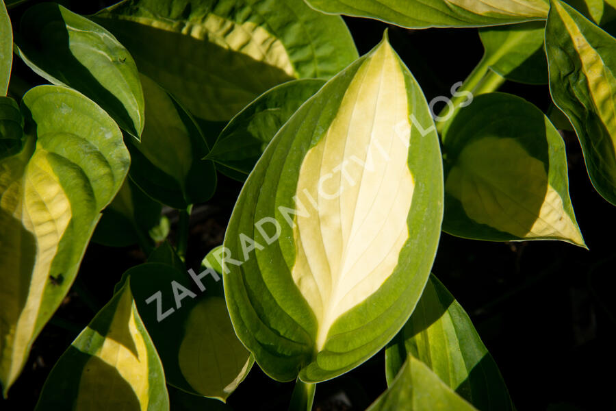 Bohyška 'Gypsy Rose' - Hosta 'Gypsy Rose'