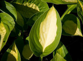 Bohyška 'Gypsy Rose' - Hosta 'Gypsy Rose'