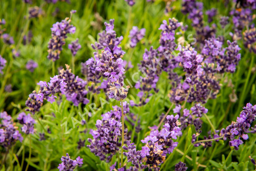 Levandule úzkolistá 'Avignon Early Blue' - Lavandula angustifolia 'Avignon Early Blue'