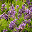 Levandule úzkolistá 'Avignon Early Blue' - Lavandula angustifolia 'Avignon Early Blue'