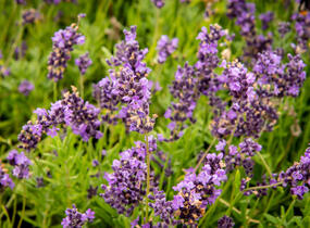 Levandule úzkolistá 'Avignon Early Blue' - Lavandula angustifolia 'Avignon Early Blue'