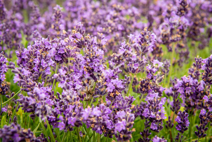 Levandule úzkolistá 'Avignon Early Blue' - Lavandula angustifolia 'Avignon Early Blue'