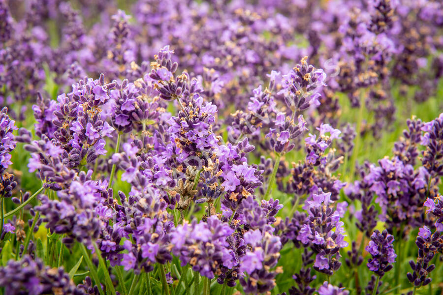 Levandule úzkolistá 'Avignon Early Blue' - Lavandula angustifolia 'Avignon Early Blue'
