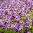 Levandule úzkolistá 'Avignon Early Blue' - Lavandula angustifolia 'Avignon Early Blue'