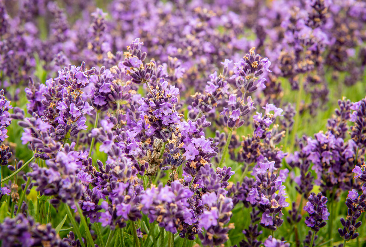 Levandule úzkolistá 'Avignon Early Blue' - Lavandula angustifolia 'Avignon Early Blue'
