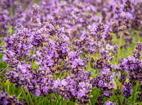 Levandule úzkolistá 'Avignon Early Blue' - Lavandula angustifolia 'Avignon Early Blue'