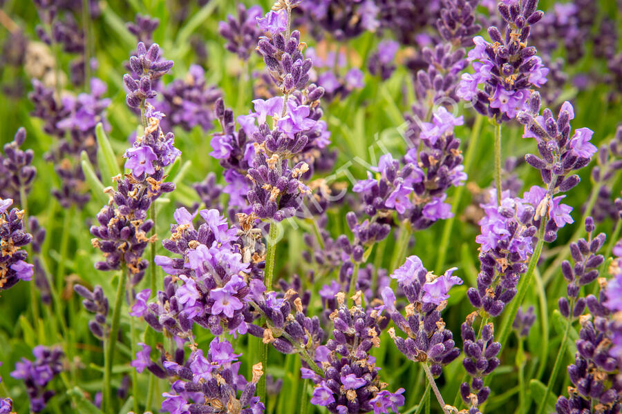Levandule úzkolistá 'Avignon Early Blue' - Lavandula angustifolia 'Avignon Early Blue'