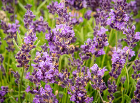 Levandule úzkolistá 'Avignon Early Blue' - Lavandula angustifolia 'Avignon Early Blue'