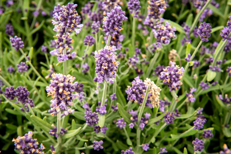 Levandule úzkolistá 'Sentivia Blue' - Lavandula angustifolia 'Sentivia Blue'