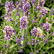 Levandule úzkolistá 'Sentivia Blue' - Lavandula angustifolia 'Sentivia Blue'