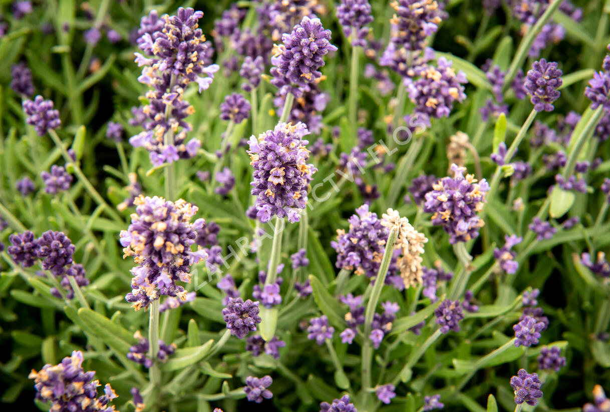 Levandule úzkolistá 'Sentivia Blue' - Lavandula angustifolia 'Sentivia Blue'