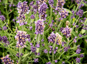 Levandule úzkolistá 'Sentivia Blue' - Lavandula angustifolia 'Sentivia Blue'