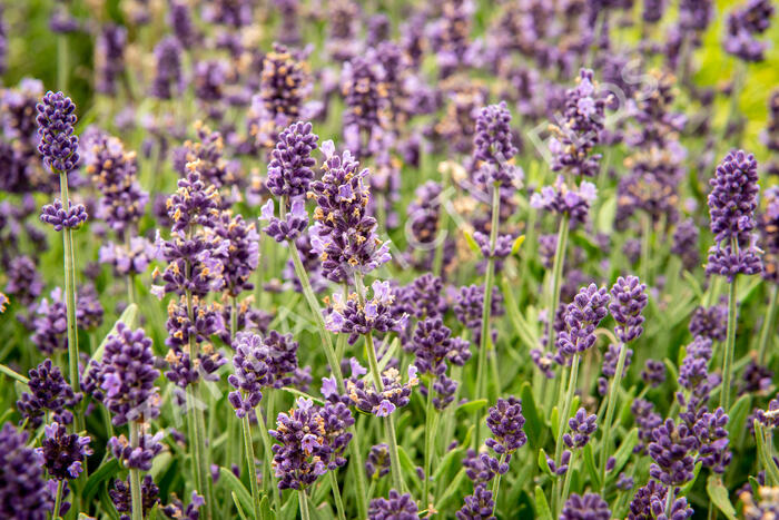 Levandule úzkolistá 'Sentivia Blue' - Lavandula angustifolia 'Sentivia Blue'