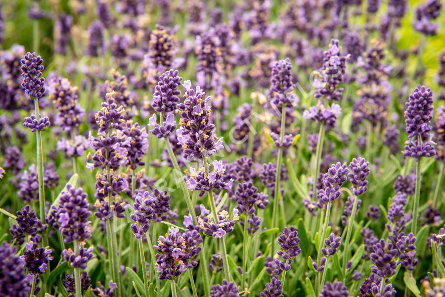 Levandule úzkolistá 'Sentivia Blue' - Lavandula angustifolia 'Sentivia Blue'