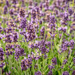 Levandule úzkolistá 'Sentivia Blue' - Lavandula angustifolia 'Sentivia Blue'