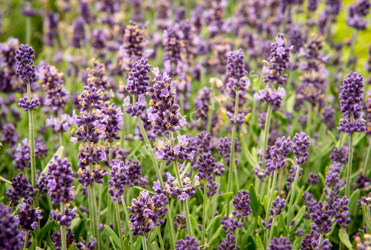 Levandule úzkolistá 'Sentivia Blue' - Lavandula angustifolia 'Sentivia Blue'
