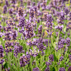 Levandule úzkolistá 'Sentivia Blue' - Lavandula angustifolia 'Sentivia Blue'