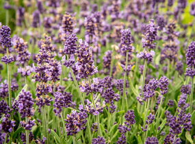 Levandule úzkolistá 'Sentivia Blue' - Lavandula angustifolia 'Sentivia Blue'