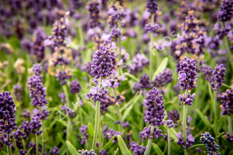 Levandule úzkolistá 'Sentivia Blue' - Lavandula angustifolia 'Sentivia Blue'