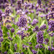 Levandule úzkolistá 'Sentivia Blue' - Lavandula angustifolia 'Sentivia Blue'