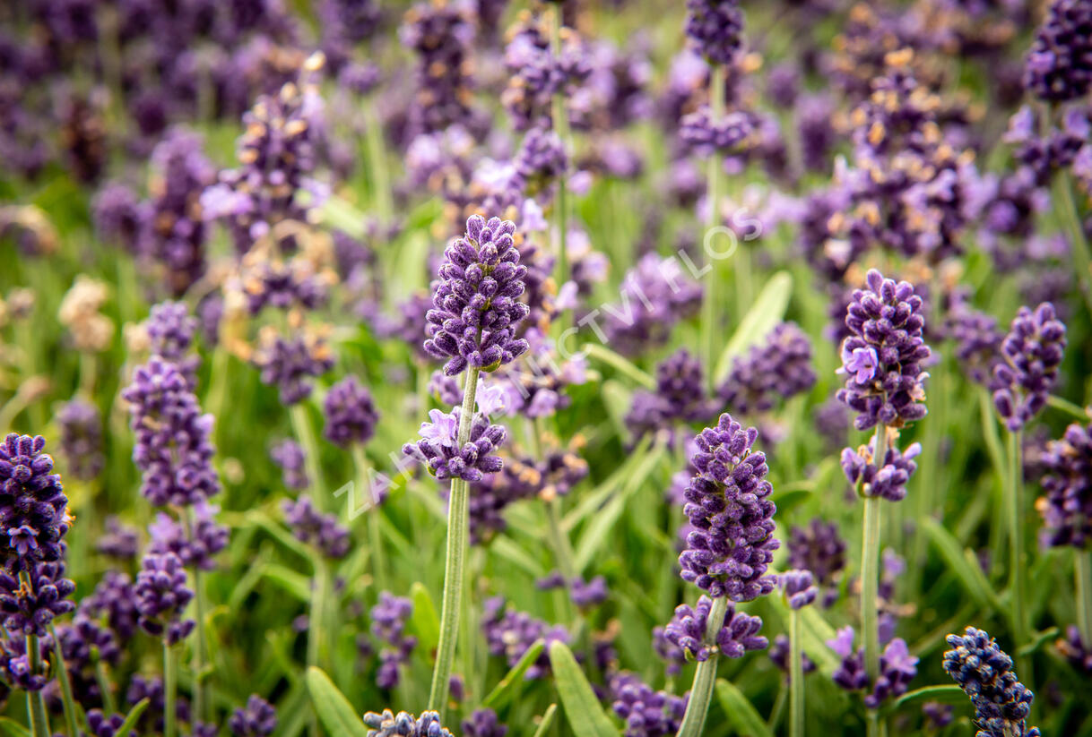 Levandule úzkolistá 'Sentivia Blue' - Lavandula angustifolia 'Sentivia Blue'