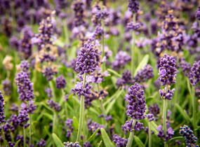 Levandule úzkolistá 'Sentivia Blue' - Lavandula angustifolia 'Sentivia Blue'