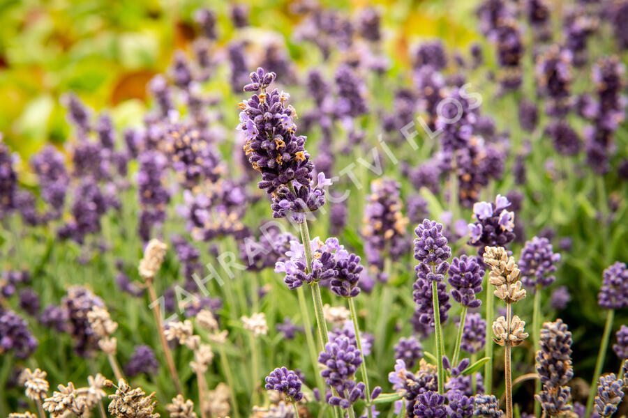 Levandule úzkolistá 'Sentivia Blue' - Lavandula angustifolia 'Sentivia Blue'