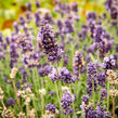 Levandule úzkolistá 'Sentivia Blue' - Lavandula angustifolia 'Sentivia Blue'