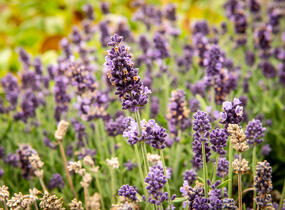 Levandule úzkolistá 'Sentivia Blue' - Lavandula angustifolia 'Sentivia Blue'