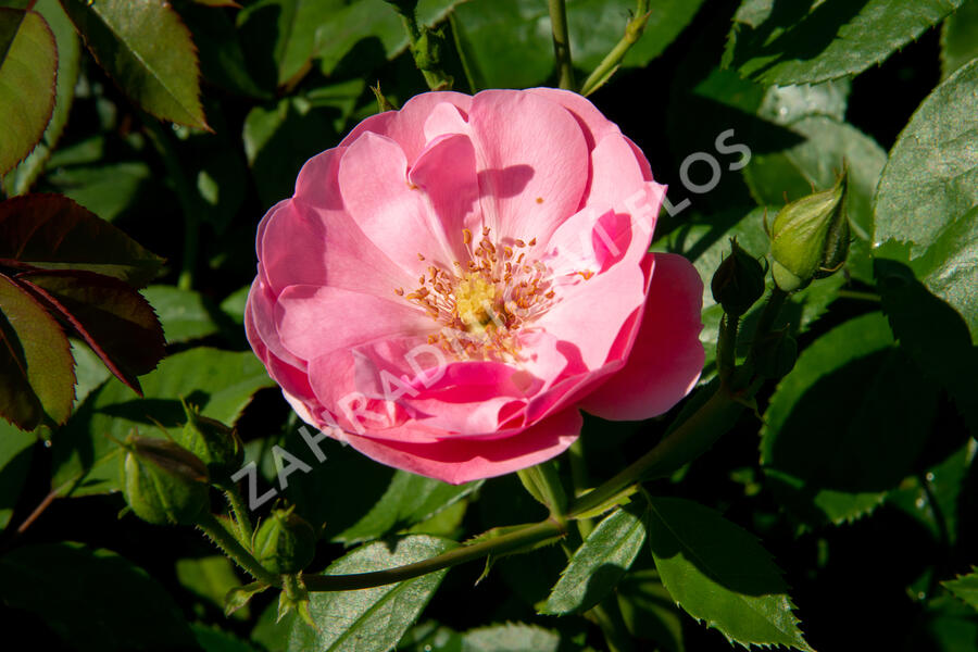 Růže mnohokvětá Kordes 'Angela' - Rosa MK 'Angela'