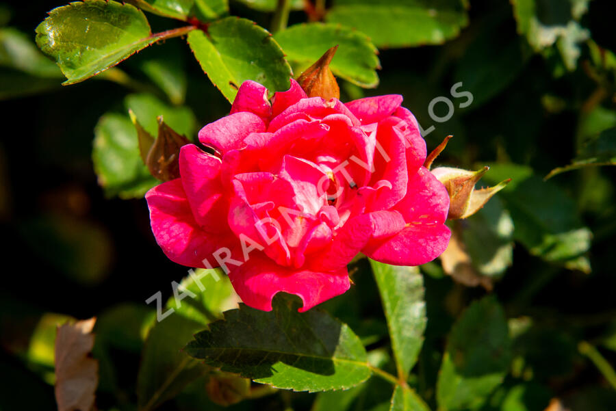 Růže půdopokryvná 'Fairy Queen' - Rosa PK 'Fairy Queen'
