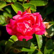 Růže půdopokryvná 'Fairy Queen' - Rosa PK 'Fairy Queen'
