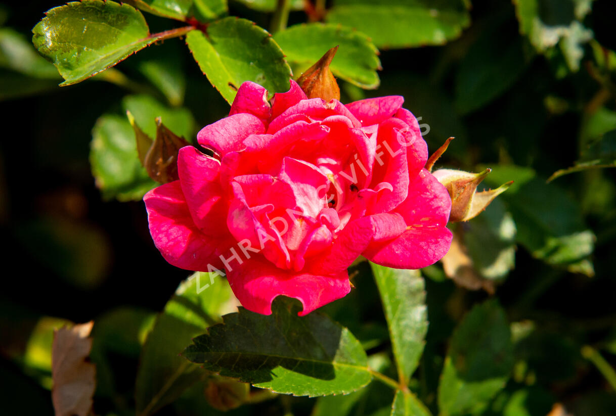 Růže půdopokryvná 'Fairy Queen' - Rosa PK 'Fairy Queen'