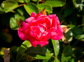 Růže půdopokryvná 'Fairy Queen' - Rosa PK 'Fairy Queen'