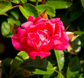 Růže půdopokryvná 'Fairy Queen' - Rosa PK 'Fairy Queen'