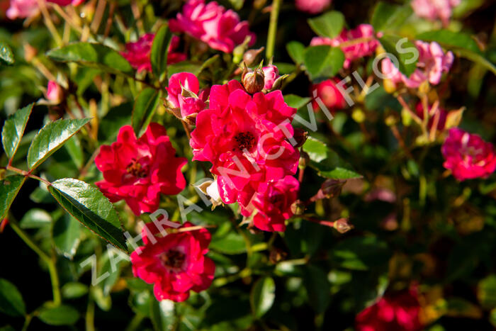 Růže půdopokryvná 'Fairy Queen' - Rosa PK 'Fairy Queen'