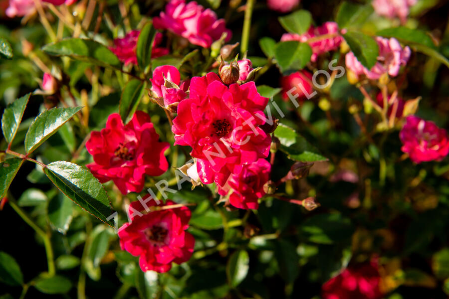 Růže půdopokryvná 'Fairy Queen' - Rosa PK 'Fairy Queen'