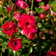Růže půdopokryvná 'Fairy Queen' - Rosa PK 'Fairy Queen'
