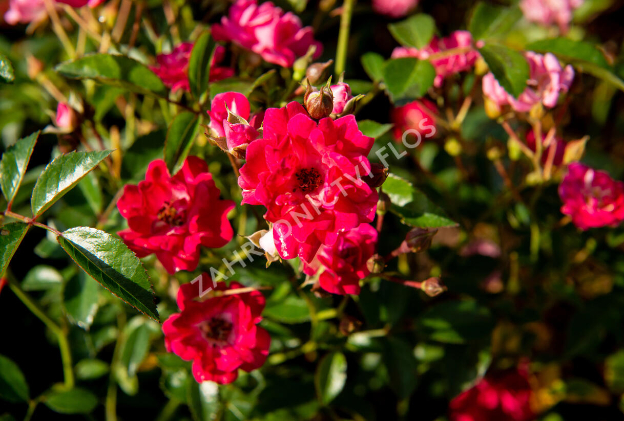 Růže půdopokryvná 'Fairy Queen' - Rosa PK 'Fairy Queen'