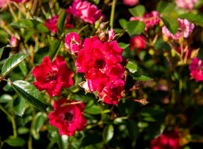 Růže půdopokryvná 'Fairy Queen' - Rosa PK 'Fairy Queen'