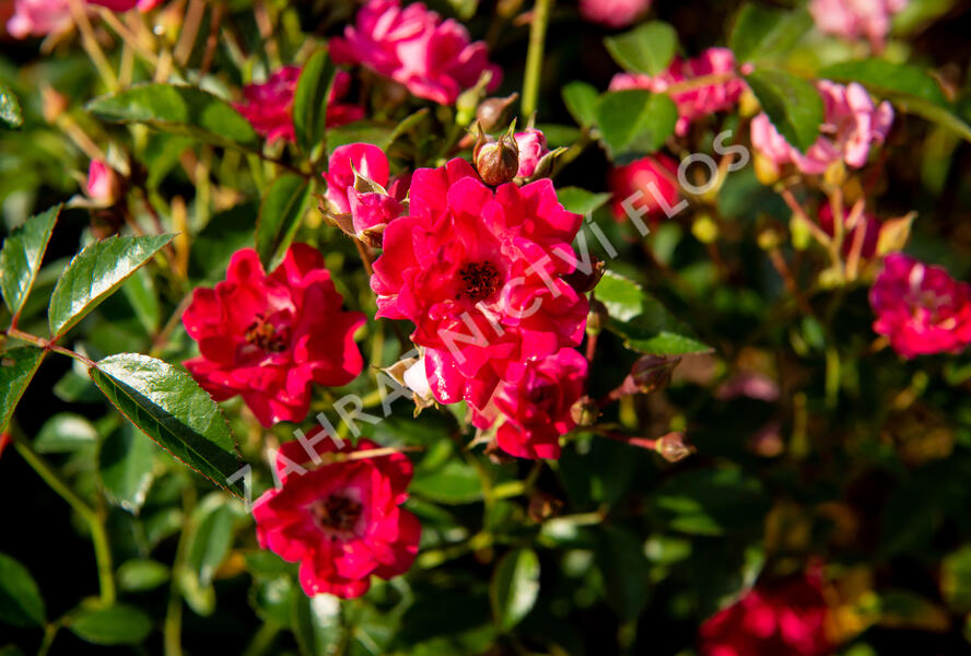 Růže půdopokryvná 'Fairy Queen' - Rosa PK 'Fairy Queen'