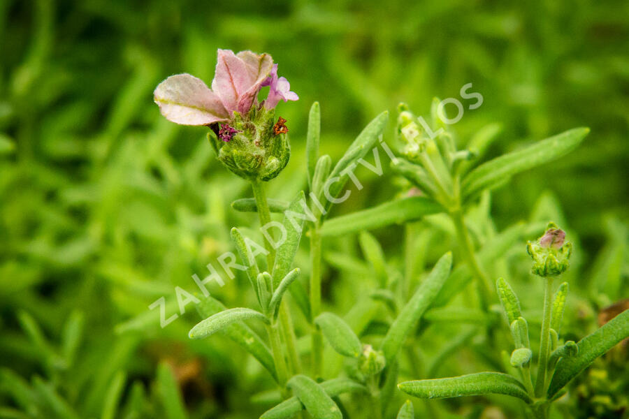 Levandule korunkatá 'Lavita Pink' - Lavandula stoechas 'Lavita Pink'